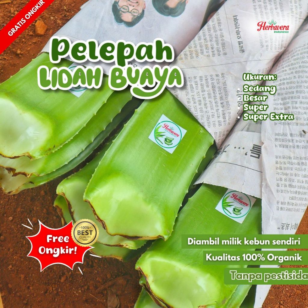 

Pelepah Lidah Buaya Jumbo Aloe Vera Herbavera