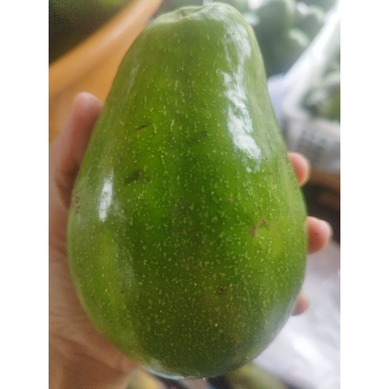 

ALPUKAT MENTEGA