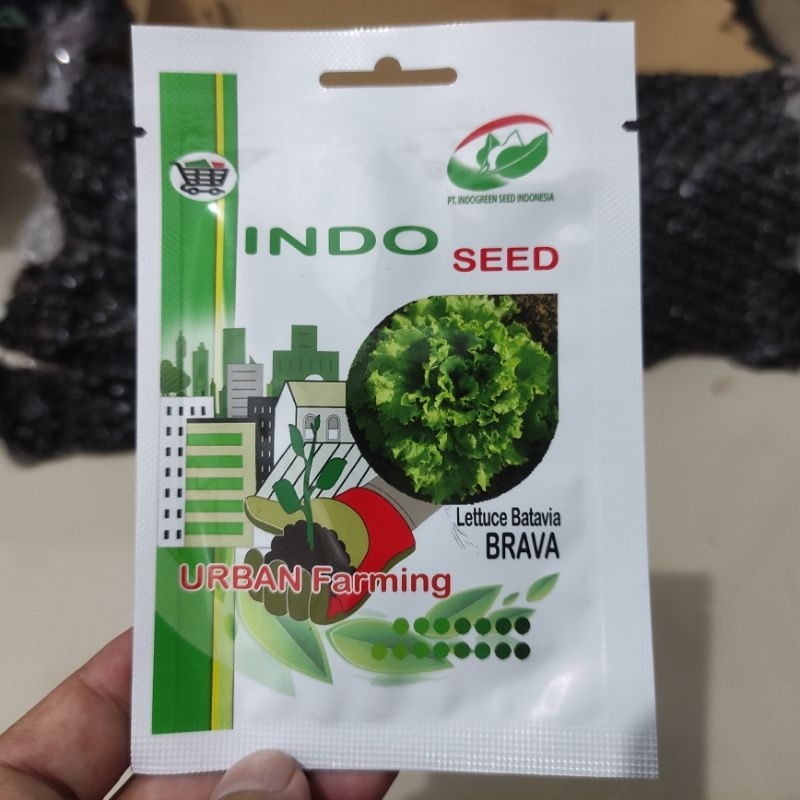 Benih Selada Brava 1gr selada batavia