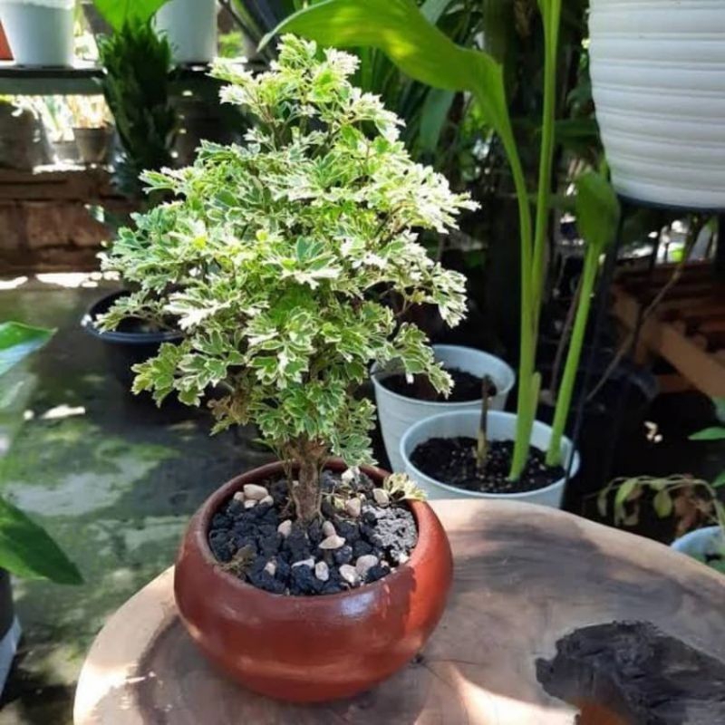 BONSAI TANAMAN HIAS DONDONG LAUT VARIEGATA