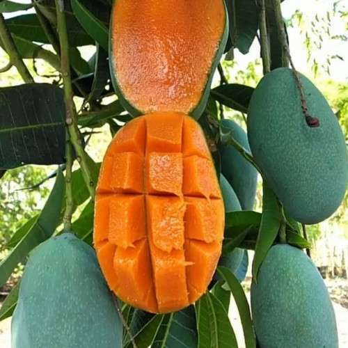 bibit mangga harum manis tinggi 140-200cm asli+bonus bibit jeruk purut bali