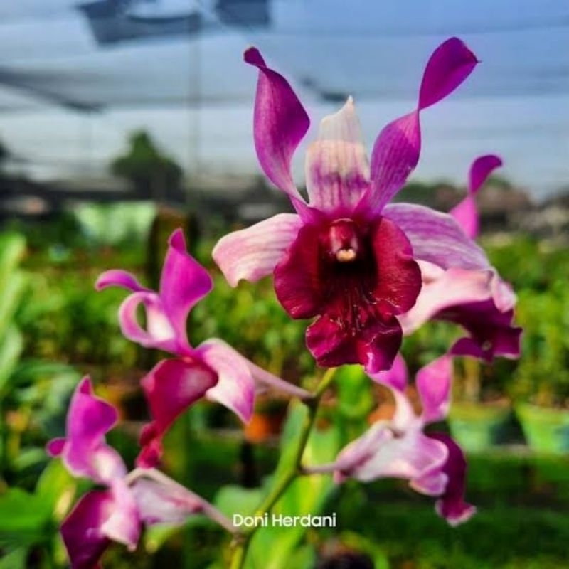 (BISA COD) PROMO Anggrek Dendrobium inaraya Red Size Dewasa 8-10 Bulan Siap Berbunga / Tanaman Hias 