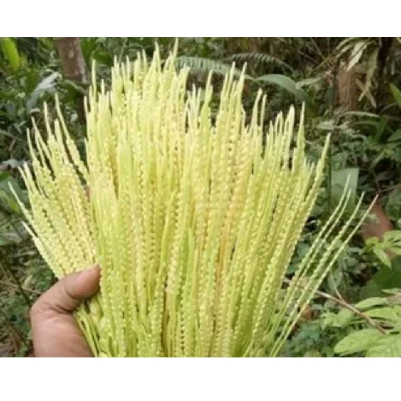 

bunga pinang segar /bunga jambe segar 500 gram