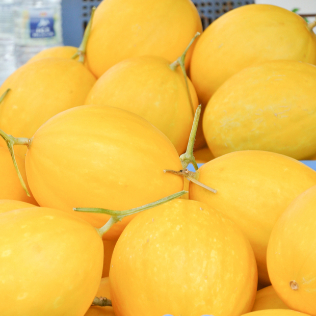 

Melon Golden Manis Harum Buah Segar Fresh