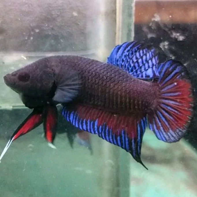 Ikan Cupang Aduan Fighter Import New Sakai X MDS Medan Super Rawatan Top Grade