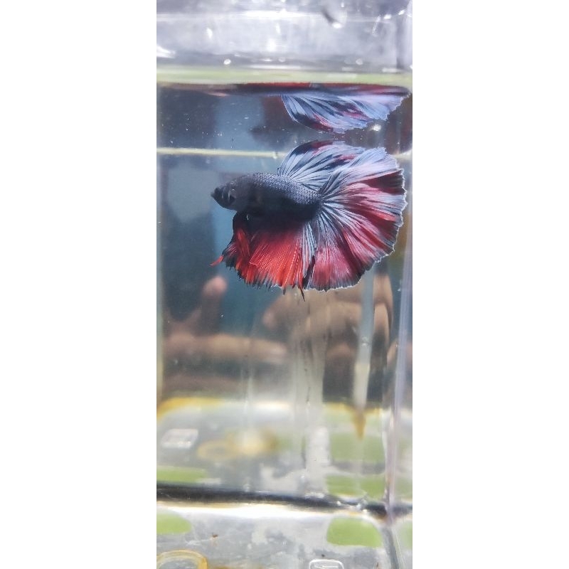 Hiasan Aquarium Cupang Halfmoon Murah