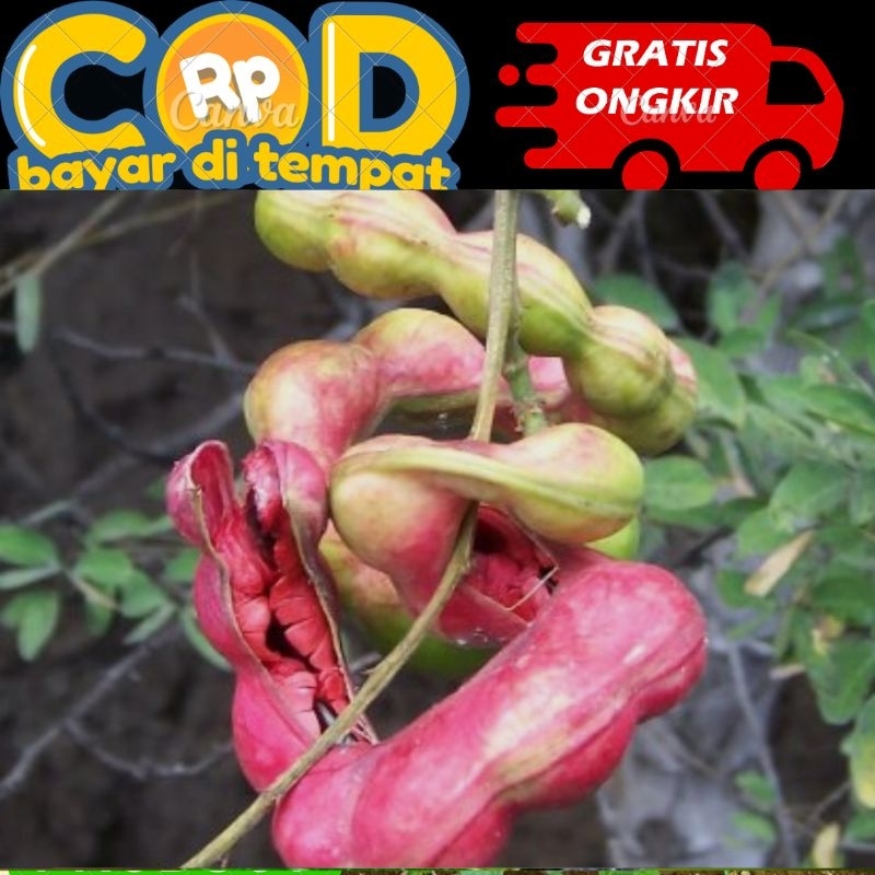 

biji asam Londo/ asam belanda asam Kranji harga persatu biji