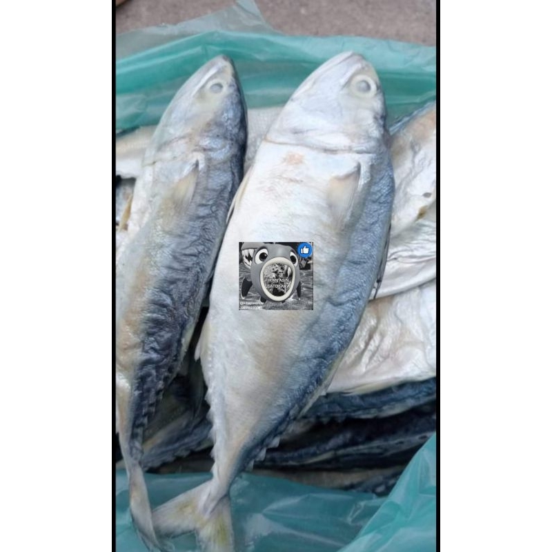 

ikan asin pedo