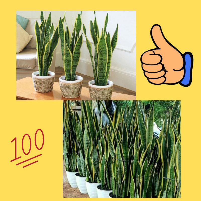 Lidah Mertua Hidup, Lidah Mertua Besar, Lidah Mertua Jumbo