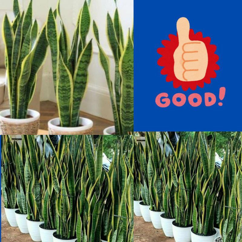 Tanaman Lidah Mertua Hidup, Tanaman Lidah Mertua Jumbo, Tanaman Lidah Mertua Jumbo Super