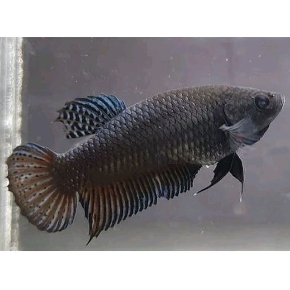 Ikan Cupang Aduan Fighter Betina Import Vietnam Original Indukan Siap Kawin