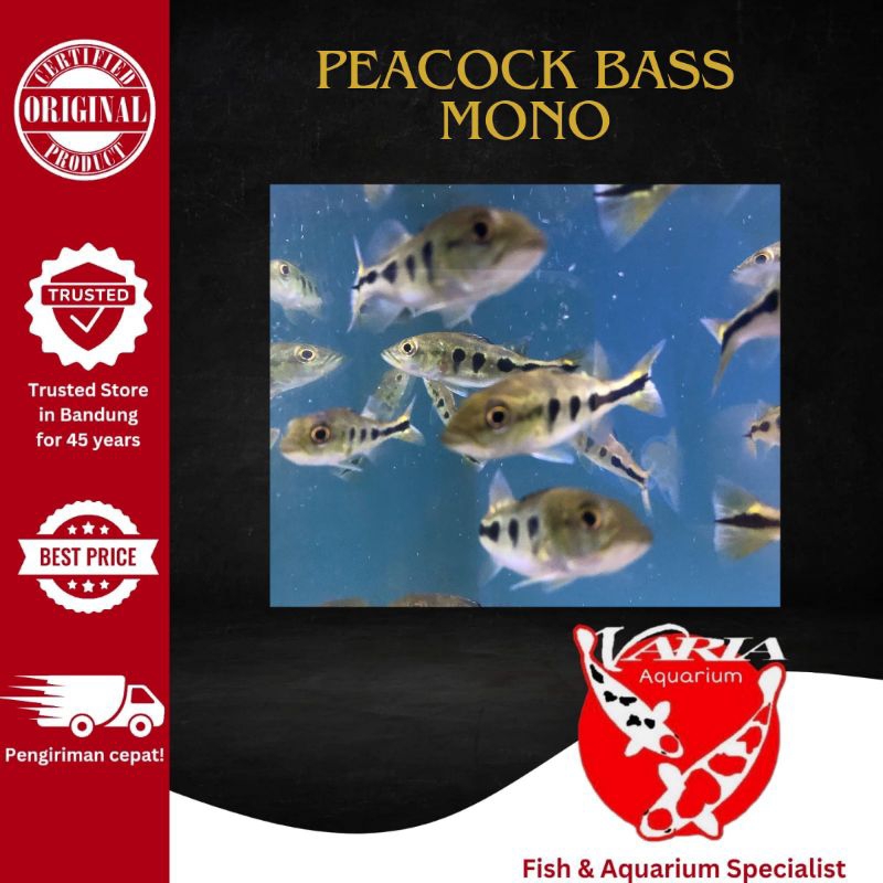 Ikan Hias Aquarium Pbass Mono Ikan Hias Predator Peacock Bass Mono 10cm