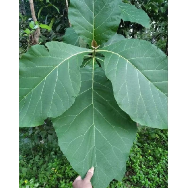 

daun jati segar langsung petik /1kg