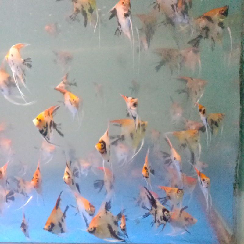 ikan manfish red koi 4cm
