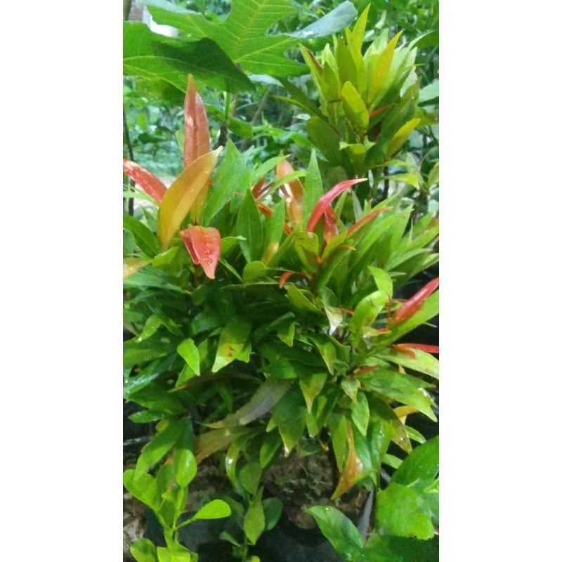 Bibit bunga pucuk merah kecil dapat 3