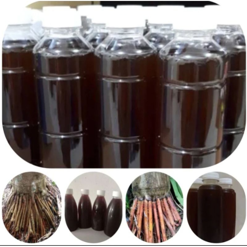 Teh akar pinang akar pohon pinang