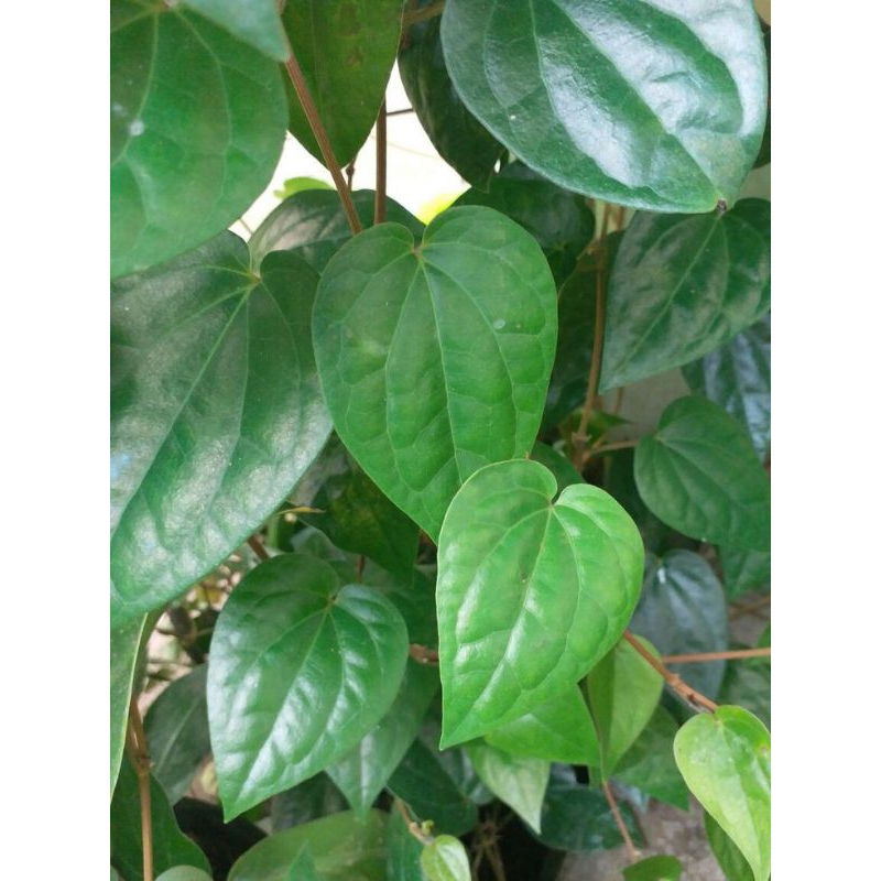 

daun sirih hijau super segar fresh herbal harga per daun