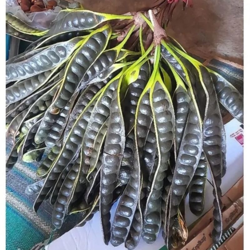 

Pete matang pohon, petai masak pohon 20 Papan