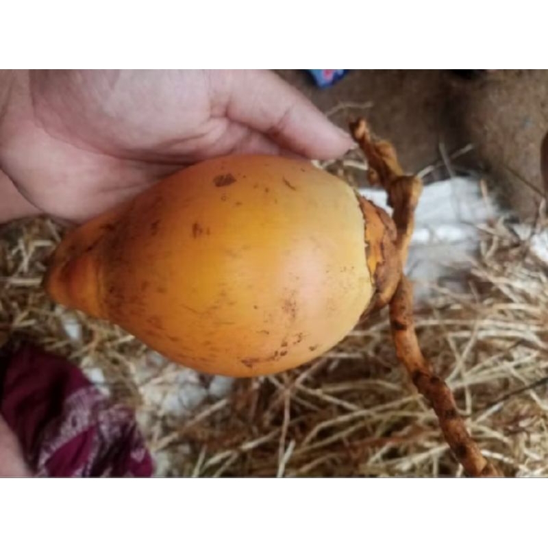 

Jual kelapa gading press (1buah) termurah