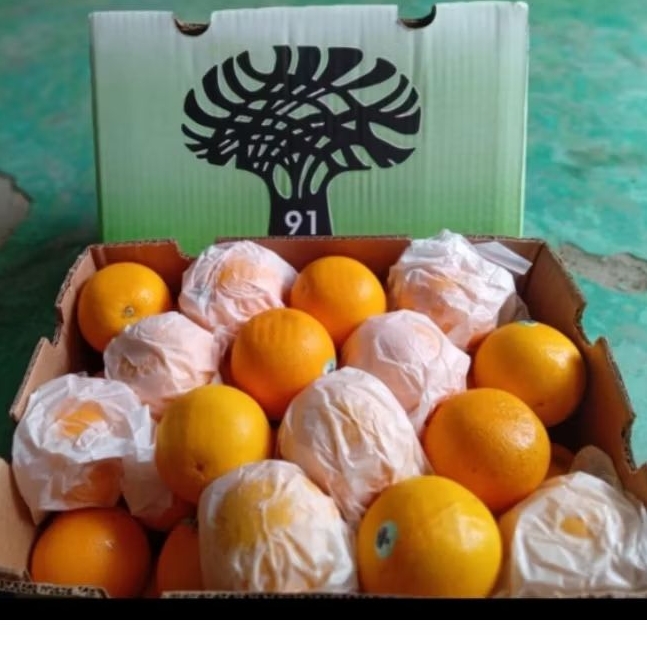 

Buah Jeruk Sunkist Valencia Afrika Jual Per 1 DUS karton