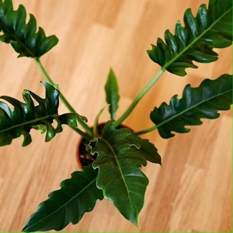 (BISA COD) Tanaman Hias Philodendroon Gergaji Size Dewasa Tanaman Hidup Philo Gergaji Tanaman Indoor