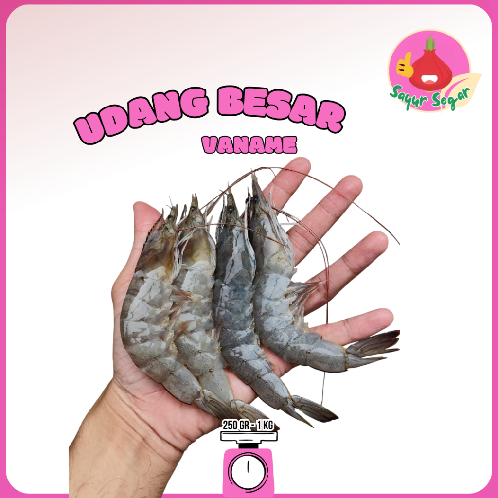 

Sayur Segar - Udang Vaname Super Besar Segar/Fresh Big Shrimps