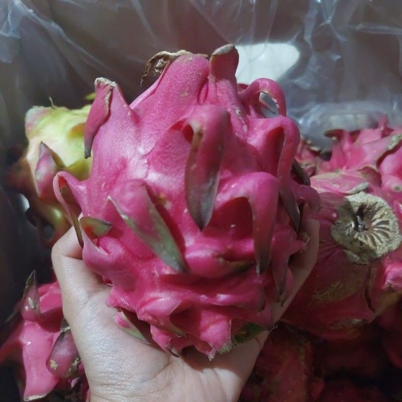 

buah naga size sedang//buah naga manis