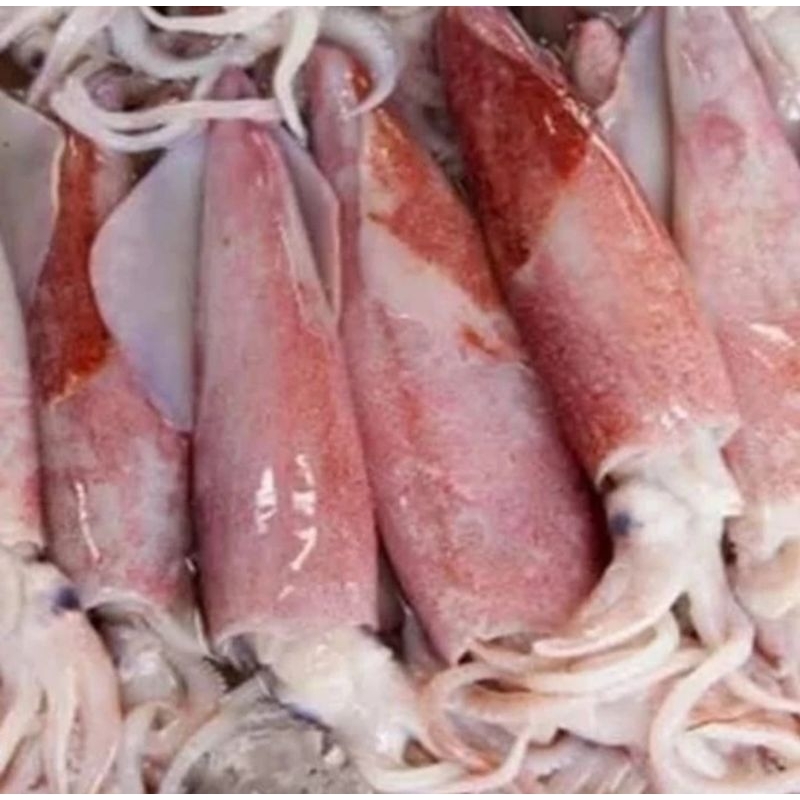 

cumi-cumi fresh