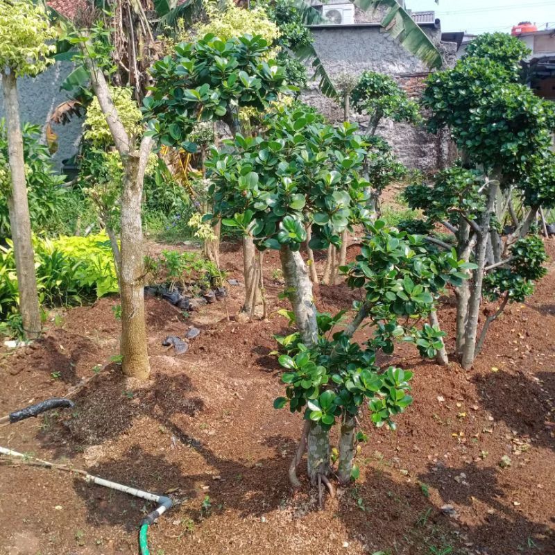 Tanaman Hias beringin mickro//semi bonsai beringin korea//pohon beringin dolar tinggi 1 meter up
