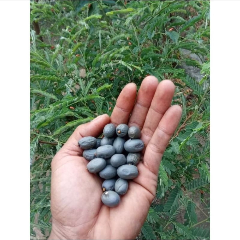 

Biji Pohon Kepuh 1 Kg