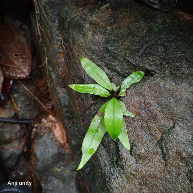 pakis dragon pakis hutan