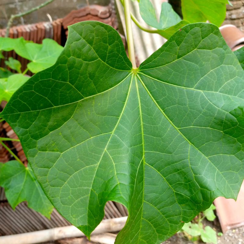 

Daun Jarak Pagar.Herbal untuk ASAM LAMBUNG