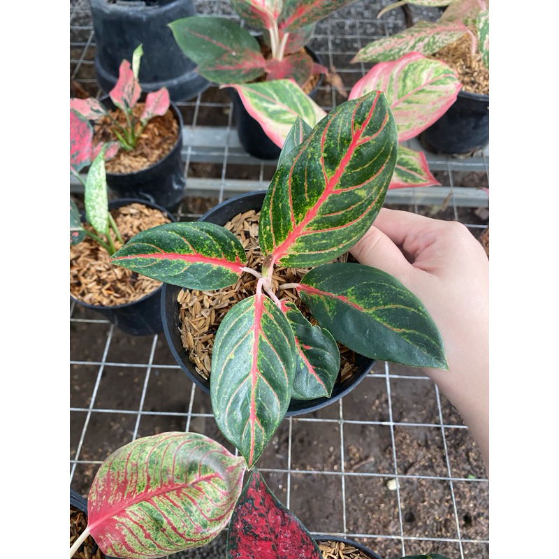Aglaonema red nancy