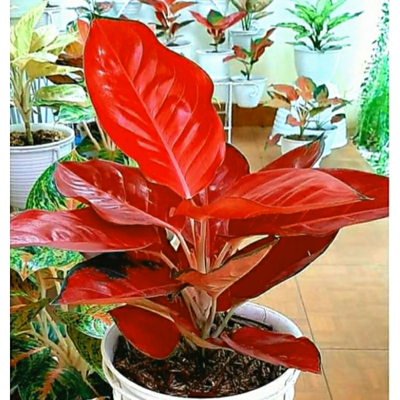 Aglonema Suksom Compacta Super Jumbo