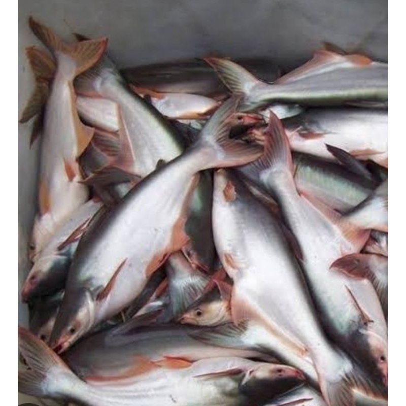 

ikan Patin Hidup 800gr-1kg