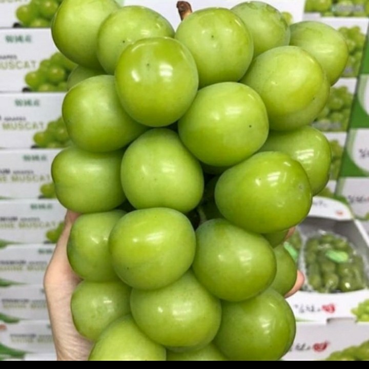 

BIBIT ANGGUR IMPORT SHINE MUSCAT/ SHINEMUSCAT GRAFTING