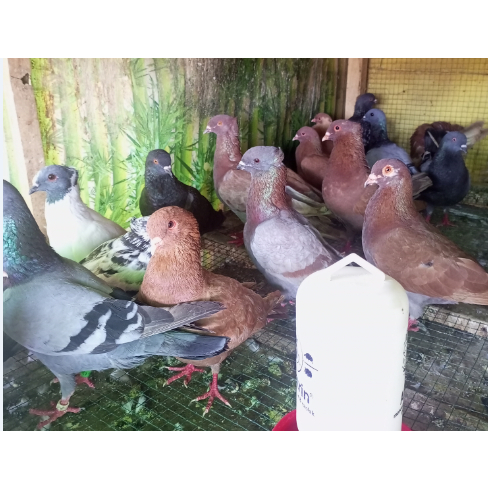 Burung dara - Burung merpati -Burung dara satuan