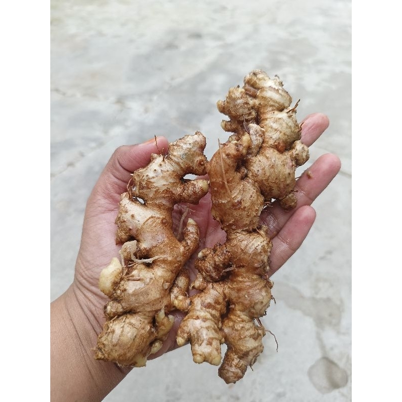 

JAHE EMPRIT segar, bersih kemasan 1kg dan 500gram, cocok untul resep jsr dan penambah rasa dimakanan