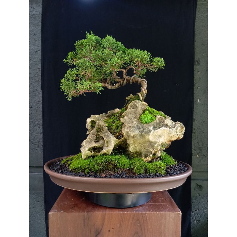 bonsai penjing sargenti
