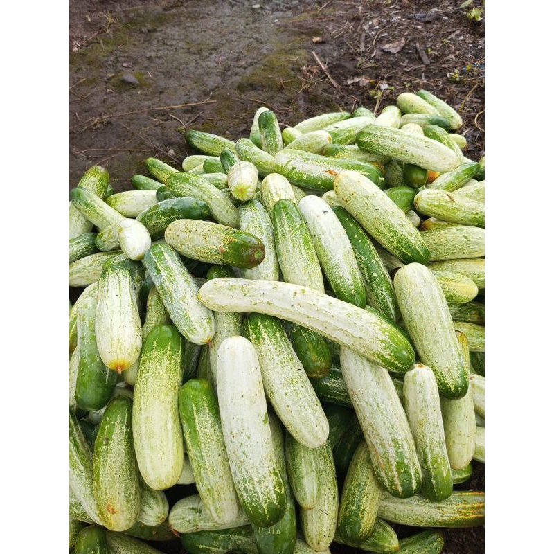 bibit timun lokal padang/1gelas(100gram)