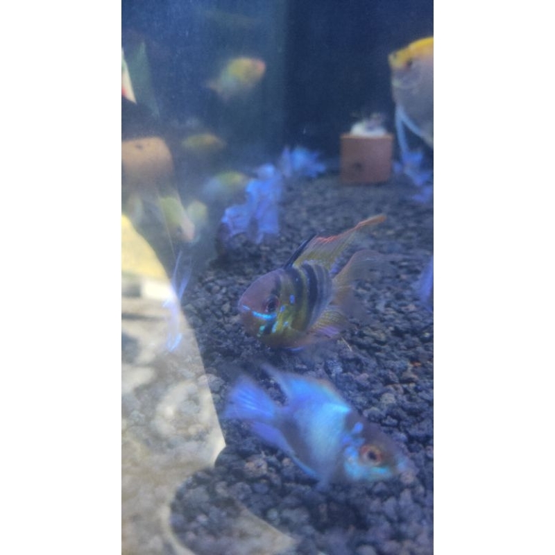 ramirezi german ballon slayer