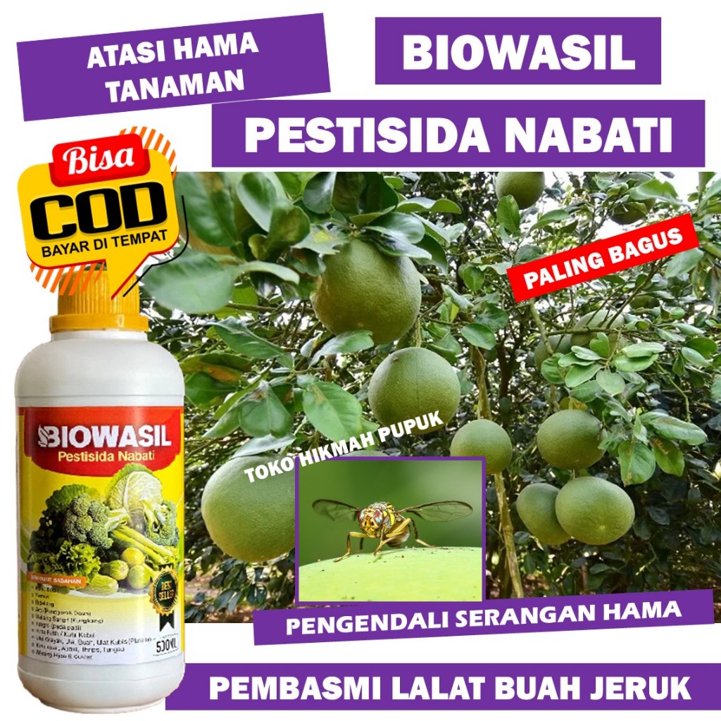 INSEKTISIDA BIOWASIL Atasi Lalat Buah Jeruk Pestisida Nabati Mengusir Lalat Jeruk Limo Paling Ampuh 