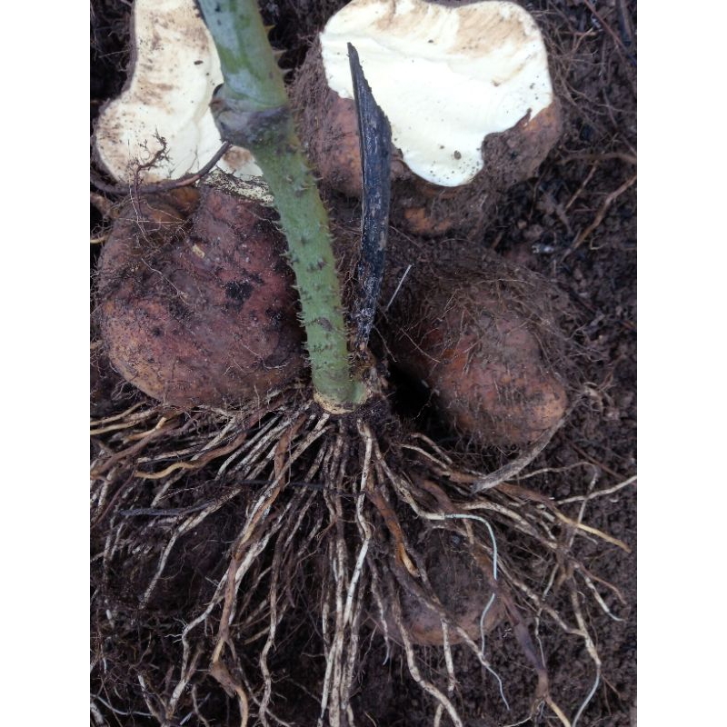 

Umbi gadung jumbo/gembili/Ondo umbi langkah segar 1kg