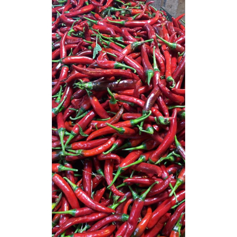 

Cabe Merah besar 1kg