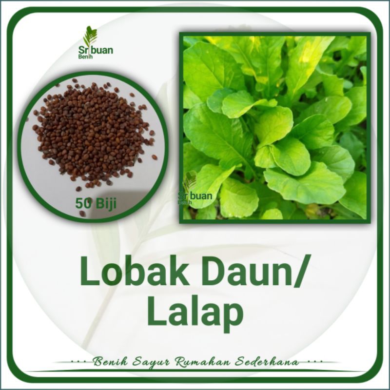 50 Biji Benih Lobak Daun/ Lobak Lalap