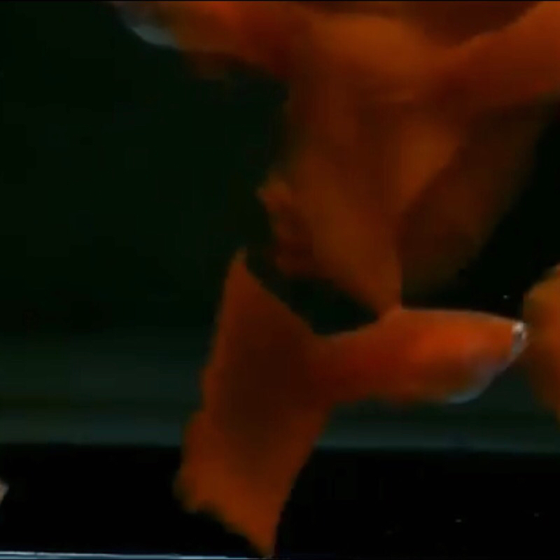 Mainan Guppy AFR Albino Full Red Grade A