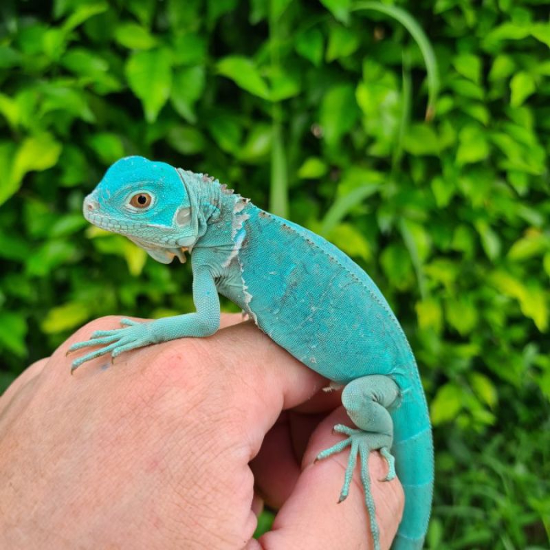 pelet blue iguana