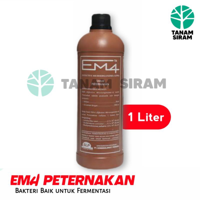 EM4 PETERNAKAN coklat penggemuk dan daya tahan ternak sapi kambing