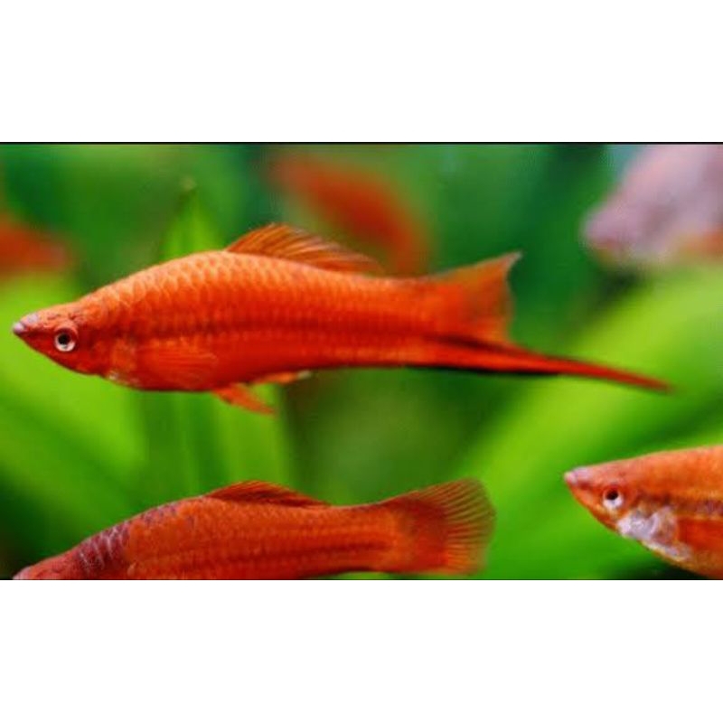 1 pasang ikan pedang ikan pisau swordtail fish ikan hias akuarium dan akuascape
