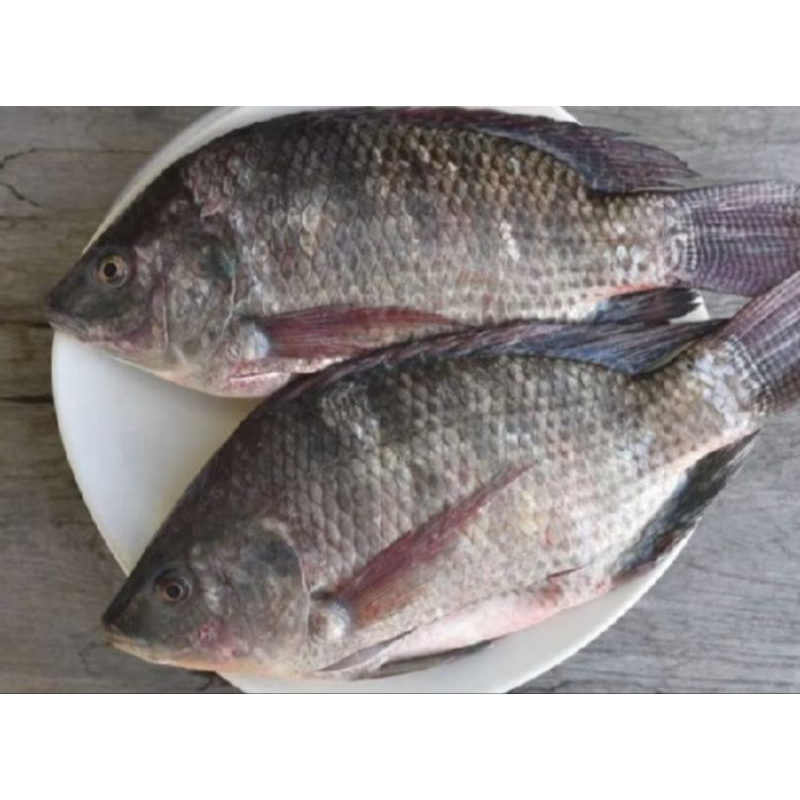 

IKAN MUJAIR SEGAR, Sebelum di kirim ikan akan di bersihkan terlebih dahulu